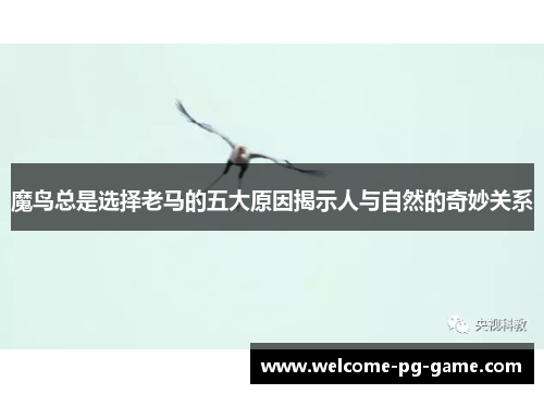 魔鸟总是选择老马的五大原因揭示人与自然的奇妙关系